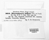 Erysiphe diffusa image